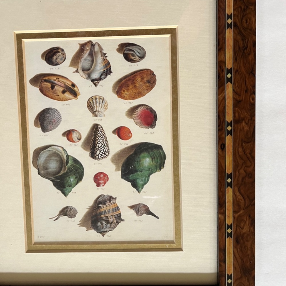 Framed Shell Print - Picture 4 of 6